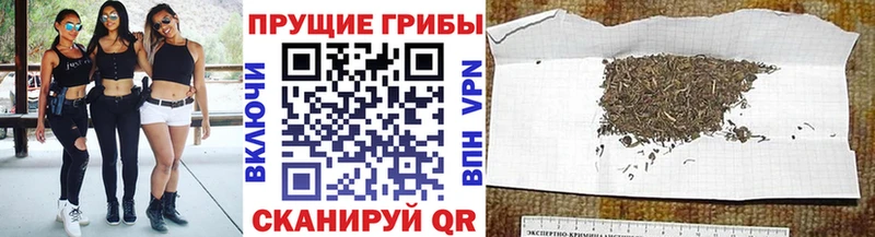 что такое Клинцы Псилоцибиновые грибы мицелий